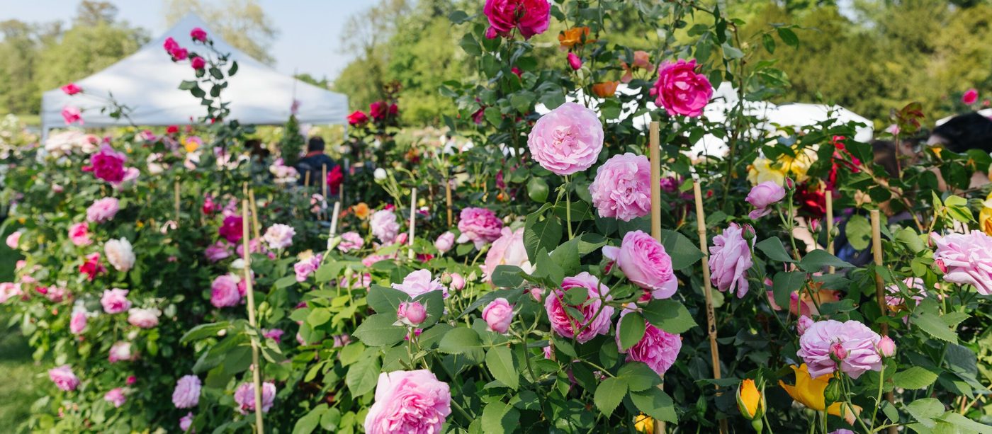 Journées des Plantes de Chantilly (printemps) · Chantilly, Oise (Hauts-de-France) · France