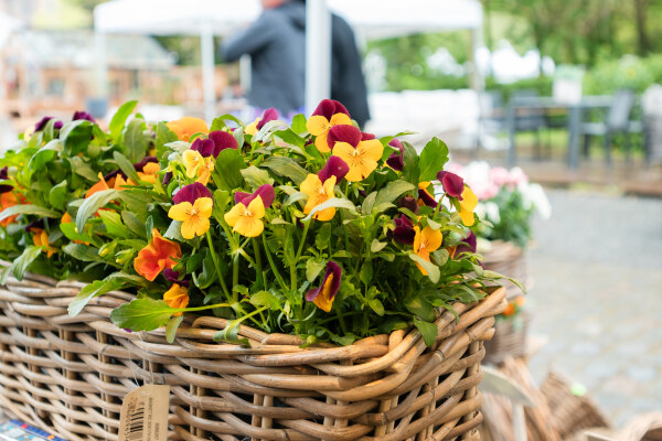 Lifestyle Tuinbeurs Ooidonk (édition de printemps)